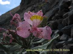 Bild von Alstroemeria umbellata (Lirio de cordillera rosado)