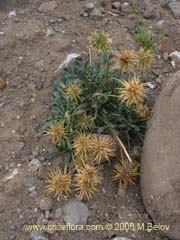 Image of Calycera herbacea (Calicera)