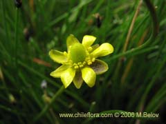 Image of Ranunculus cymbalaria (Oreja de gato/Botn de oro)