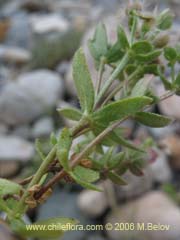 Bild von Galium sp.  #1570 ()