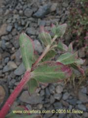 Image of Euphorbia collina (Pichoga)