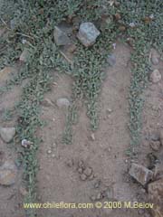 Image of Unidentified Plant #2353 ()