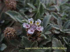 Image of Unidentified Plant #2353 ()