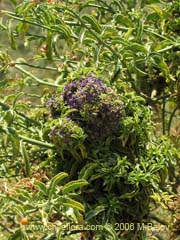 Image of Unidentified Plant #2354 ()