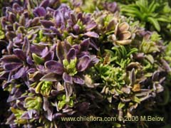 Image of Unidentified Plant #2354 ()