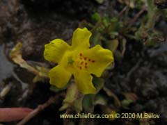 Bild von Mimulus glabratus (Berro amarillo/Mmulo de flores chicas)