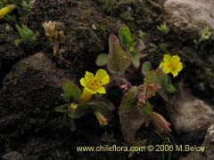 Image of Mimulus glabratus (Berro amarillo/Mmulo de flores chicas)