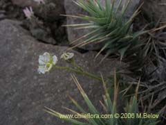 Image of Unidentified Plant #2304 ()