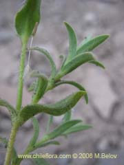 Image of Unidentified Plant #2304 ()