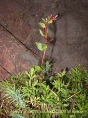 Image of Unidentified Plant #2305 ()