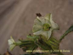 Image of Nicotiana corymbosa (Tabaquillo/Tabaco/Monte amargo)