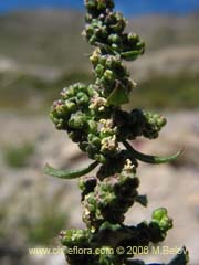 Bild von Chenopodium ambrosioides (Paico/Pichan/Pichen)