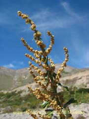 Bild von Chenopodium ambrosioides (Paico/Pichan/Pichen)