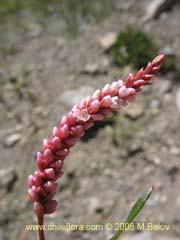 Image of Polygonum sp.  #1573 ()