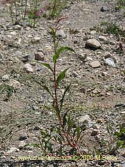 Image of Polygonum sp.  #1573 ()