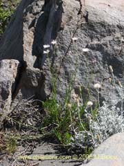 Imagen de Aster squamatus (Aster)