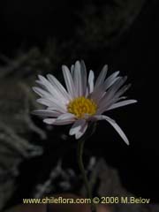 Imagen de Aster squamatus (Aster)