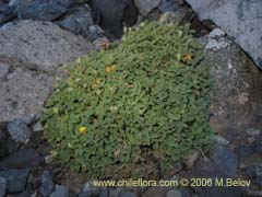 Image of Oxalis sp. #1491 ()