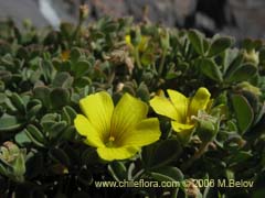 Image of Oxalis sp. #1491 ()