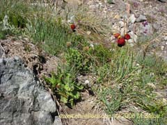 Image of Calceolaria arachnoidea-x-C.-corymbosa,-hybrido (Capachito)