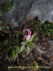 Bild von Gaultheria caespitosa (Murtillo)