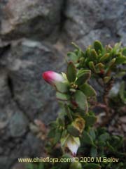 Bild von Gaultheria caespitosa (Murtillo)