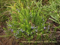 Image of Unidentified Plant #2352 (Quelen-quelen)