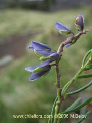 Image of Unidentified Plant #2352 (Quelen-quelen)