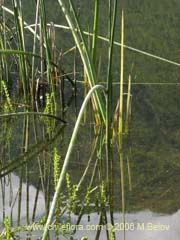 Image of Unidentified Plant #2307 ()