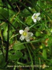 Im�gen de Planta no identificada #2308 ()