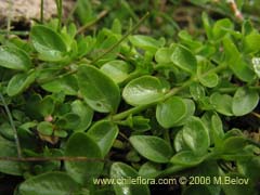 Im�gen de Planta no identificada #2308 ()