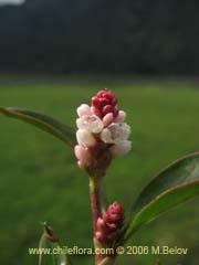 Bild von Polygonum sp.  #1565 ()