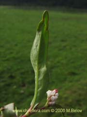 Bild von Polygonum sp.  #1565 ()