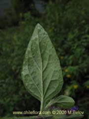 Image of Prunella vulgaris (Hierba mora/Hierba negra)