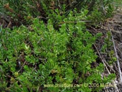 Imgen de Planta no identificada #2363 ()