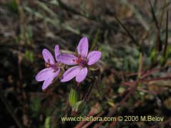 Bild von Erodium ciculatrium (Alfilerillo/Tachuela)