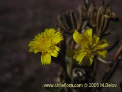Image of Unidentified Plant #2347 ()