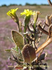 Image of Unidentified Plant #2347 ()