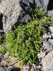 Image of Unidentified Plant #2348 ()