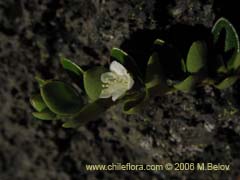 Image of Unidentified Plant #2348 ()