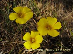 Bild von Oxalis sp.  #1561 ()