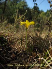 Bild von Oxalis sp.  #1561 ()