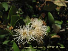 Image of Myrceugenia exsucca (Pitrilla/Pitra/Patagua)