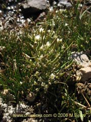Image of Unidentified Plant #2349 ()