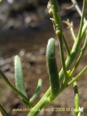 Image of Unidentified Plant #2349 ()
