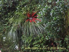Bild von Fascicularia bicolor (Puee/Chupn/Chupalla)