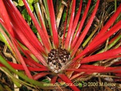 Image of Fascicularia bicolor (Puee/Chupn/Chupalla)