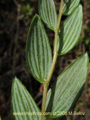 Image of Luzuriaga polyphylla (Quilineja/Coral/Azahar)