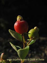 Image of Myrceugenia ovata var. nannophylla (Myrceugenia de hojas chicas)