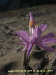 Image of Schizanthus hookerii (Mariposita)